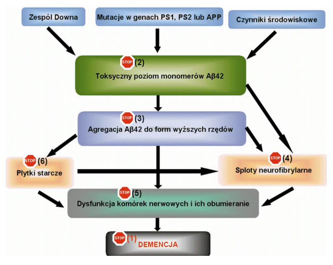 Mechanizm postępowania demencji w chorobie Alzheimera 