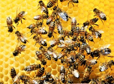 closeup shot group bees creating honeybee full delicious honey 181624 15784 1